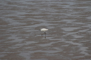 Little Egret