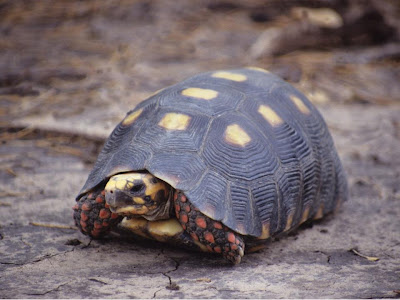 argentinian chaco turtle