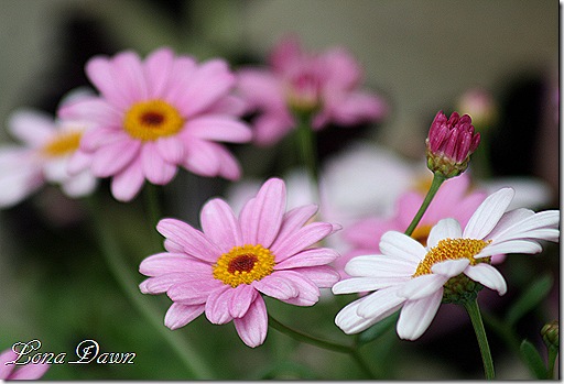 Argyranthemum