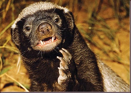 Honey badger:Mellivora capensis.Nylsvley Nature Reserve,Limpopo,South Africa.