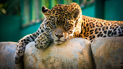 jaguar-chitah-wallpapers-images-hd-collection