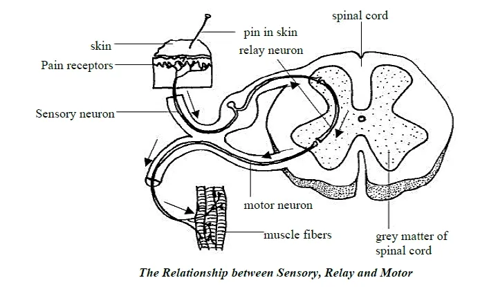 Motror neuron, sensory neuron and relay or intermediate  neuron