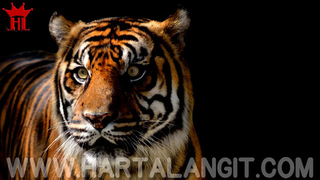 gambar harimau / macan loreng