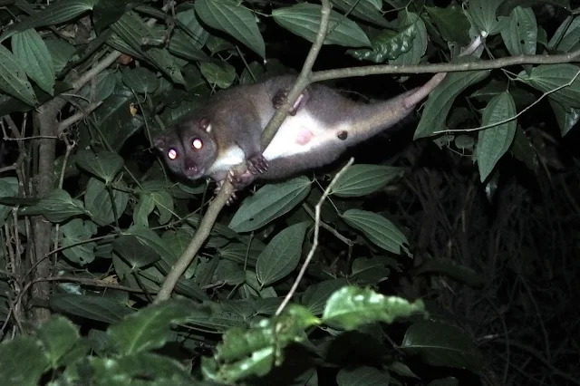 nocturnal animal in the jungle of West Papua, cuscus possum