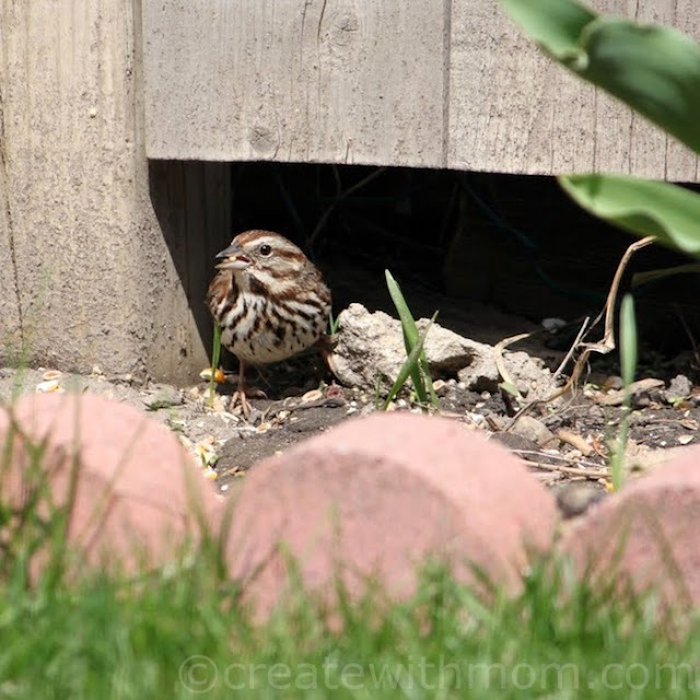 song bird eating