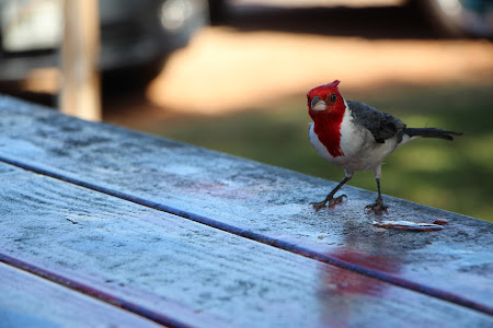 Bird with a red head and red triangular marking on its chest, black wings and legs, otherwise white, standing on a picnic table and looking at the photographer (Red-crested cardinal)