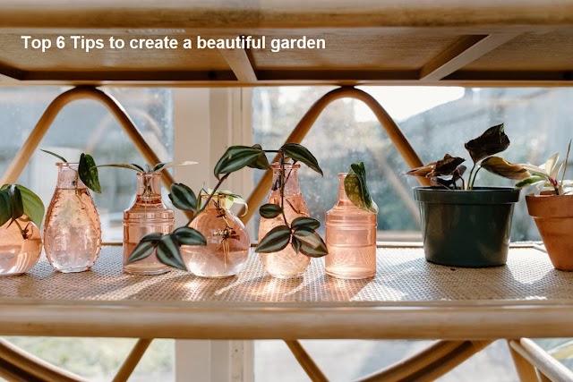 Top 6 Tips to create a beautiful garden With Health Care 