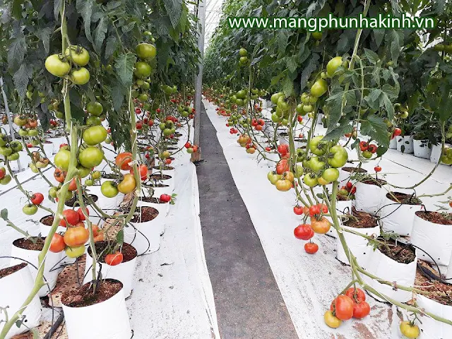 Sợi Se Dùng Trong Nhà Kính