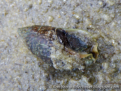 Mitral Dog Whelk (Nassarius mitralis)