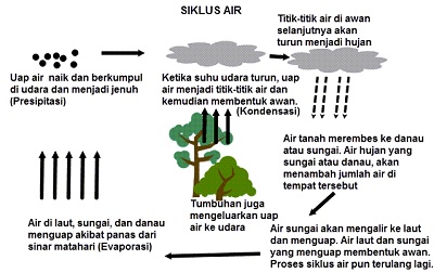 Siklus Air dan Ketersediaan Air Di Muka Bumi dan Pentingya Air Bagi Makhluk Hidup