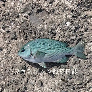 フカセ釣りで釣ったクロ