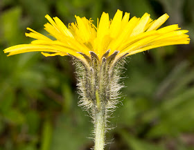 Rough Hawkbit, Leontodon hispidus.  High Elms Country Park, 2 June 2013.