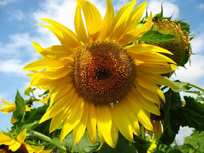 sunflower pictures