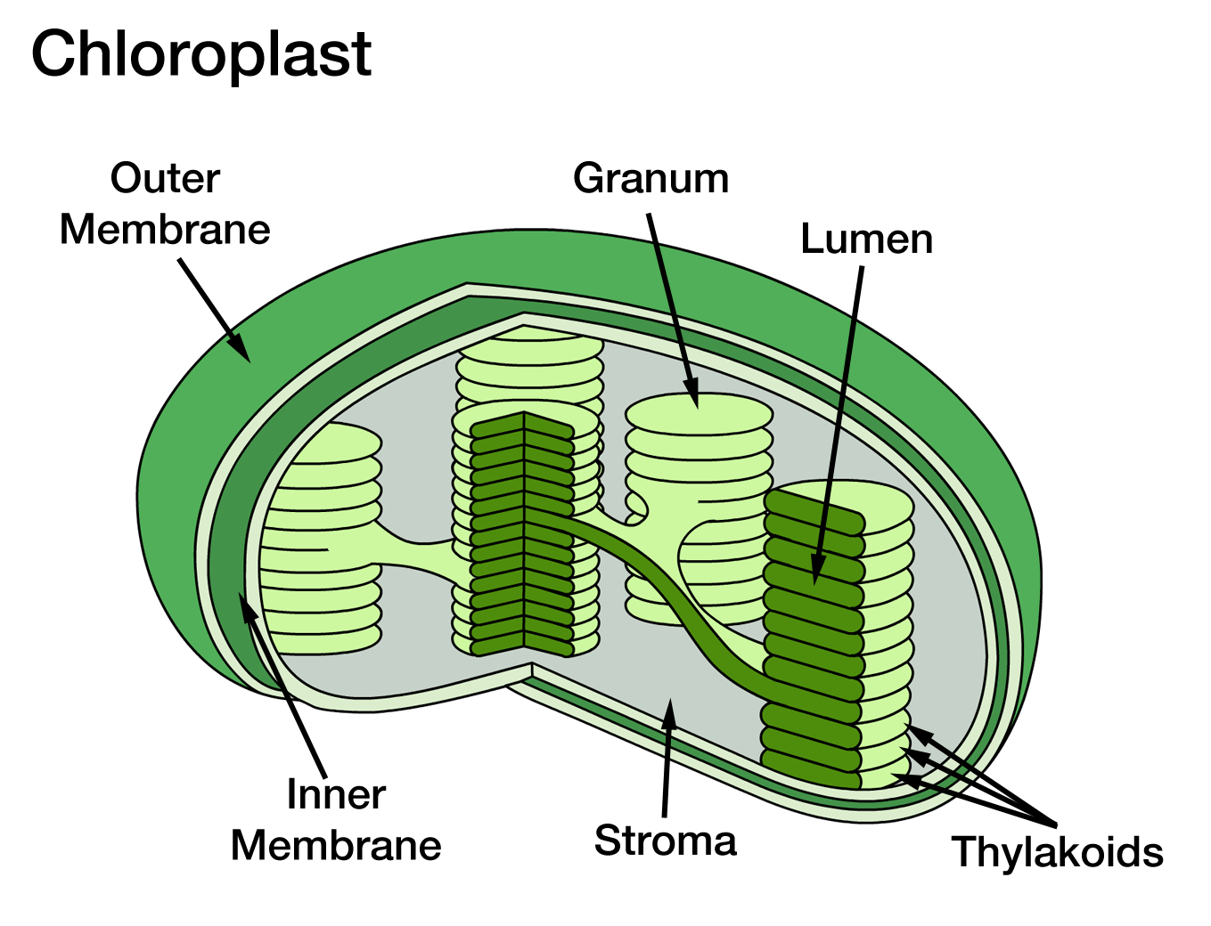 Organelle Structure and Function | A Level Notes