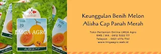 jual benih, melon golden, harga melon, harga murah, budidaya melon, toko pertanian, toko online, lmga agro