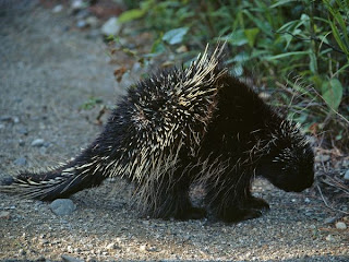 porcupine