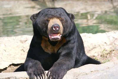 Foto Beruang Madu