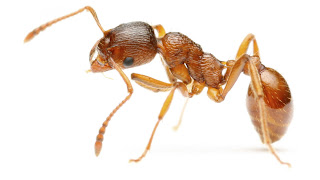 Ants Wallpapers