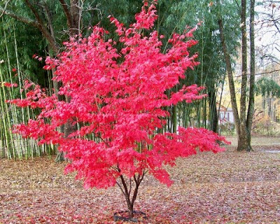 Japanese Maple Bonsai Tree.