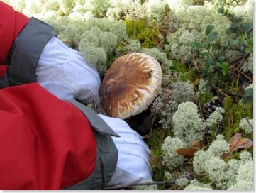matsutake2007