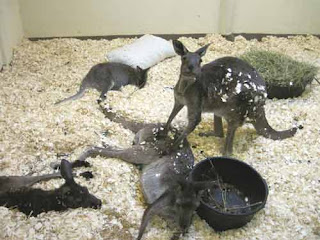 Senior Kangaroos At The Toronto Zoo.