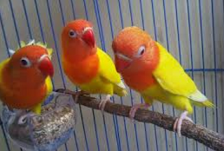 Cara Tepat Ternak Burung Lovebird Hasil Fantastis