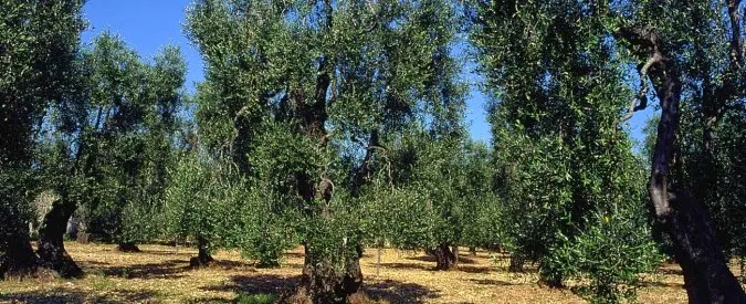 Chemical warfare against the Italian olive oil