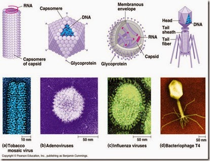 Bentuk Virus