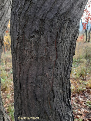 Клён ложнозибольдов (Acer pseudosieboldianum)