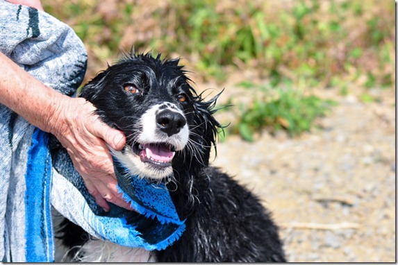 dog bath-4517