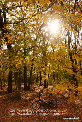 木立の中の自転車の写真