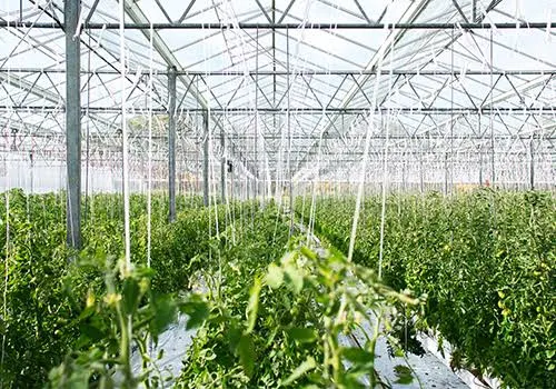 Greenhouse business failed at goldenscape greenhouse Ltd.