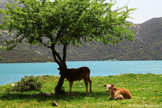 Cows Tripology Adventures Off-Road Trip Central Greece