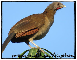 A gray-headed chachalaca on a treetop