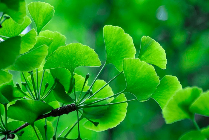 ginko biloba diabetes