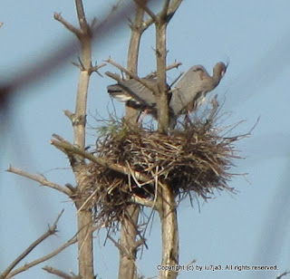 Great Blue Herons