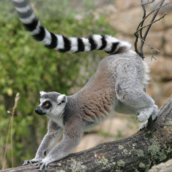  Ring  Tailed  Cat 