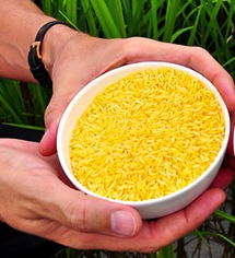 golden-rice