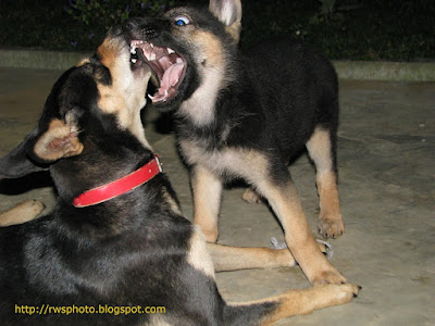 Kelpie and German Shepperd Puppy Faceoff