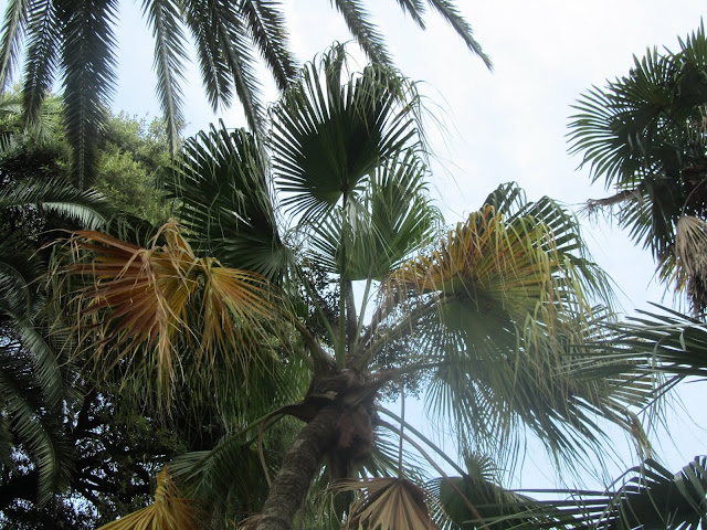 Paesaggio di Palme