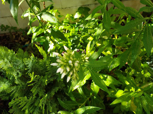 Flox paniculada (Phlox paniculata L.).