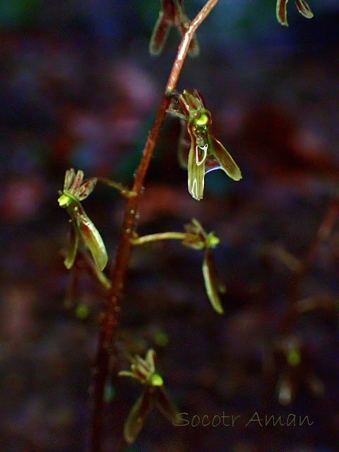 Neottia japonica