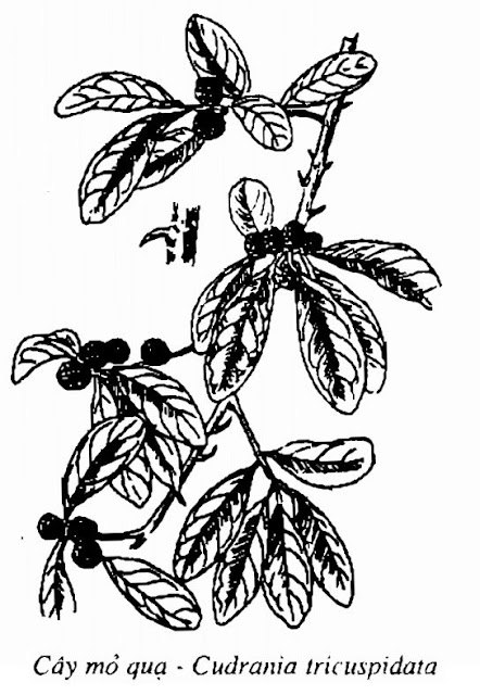 Hình vẽ Cây Mỏ Quạ - Cudrania tricuspidata - Nguyên liệu làm thuốc Đắp vết thương Rắn Rết cắn