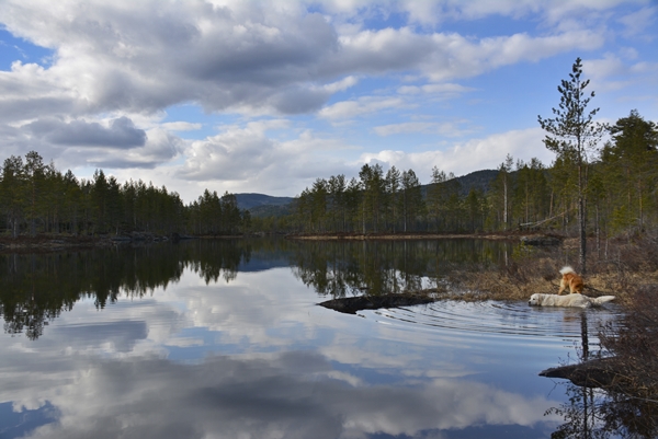 vælsvannet