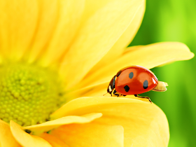 Lady Bugs wallpapers