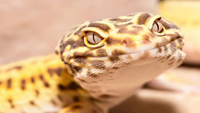 Leopard Geckos