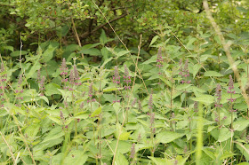 wildflowers in Norfolk in spring