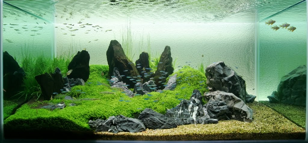 Aquatic Eden  Aquascaping Aquarium Blog