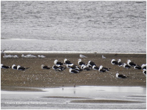 Gaviotas, gaviotines, chorlitos, en la costa de Rocha - Chacra Educativa Santa Lucía