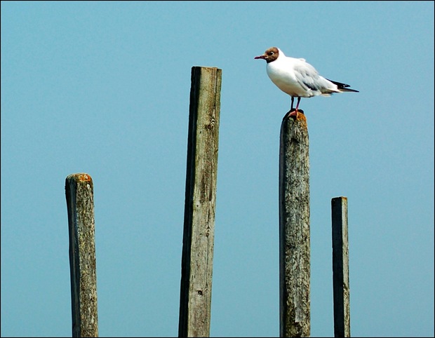 lymington.gull